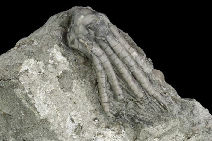 Crinoid (Scytalocrinus) Fossil - Crawfordsville, Indiana #130173